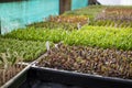 Native plant cuttings in trays on a glasshouse bench in a plant nursery in New Zealand