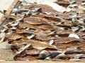 trays with scaled fish in the process of drying in the sun and in the air, typical of the town of NazarÃ©