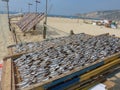 trays with scaled fish in the process of drying in the sun and in the air, typical of the town of NazarÃ©