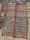 trays with scaled fish in the process of drying in the sun and in the air, typical of the town of NazarÃ©