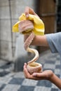 Trdelnik street pastry Royalty Free Stock Photo