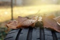tread of high performance car tire with autumn leaves in bright sunny light- car tuning and maintenance concept Royalty Free Stock Photo