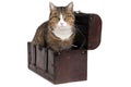 Treasure chest with snoopy cat Royalty Free Stock Photo