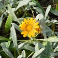 Treasure Flower also known as Gazania Ringens. Beautiful yellow flower with dark starburst Royalty Free Stock Photo
