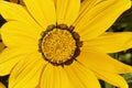 Treasure flower, Gazania splendens 'Kiss Yellow'