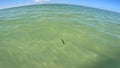 Treasure Island beach floating seaweed