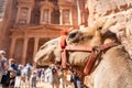 Treasury temple in Petra Jordan with camel foreground. Travel, vacation and Middle East concept Royalty Free Stock Photo