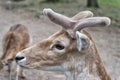 Treat animals the way you want to be treated. Roebuck or male buck roe deer species. Reddish wild deer animal with