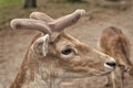 Treat animals the way you want to be treated. Roebuck or male buck roe deer species. Reddish wild deer animal with Royalty Free Stock Photo