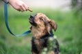 Treat for dogs female hand feeding a mongrel dog on a leash in the park Royalty Free Stock Photo