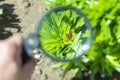 Watch through a magnifying glass for two mating bugs sitting on a plant in the garden Royalty Free Stock Photo