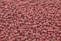 Treated commercial spinach seed