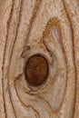 Treated pine wood with knot closeup in a section of wooden fence.