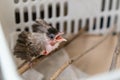 Treatment of Air Sac Rupture in Birds, baby Red-whiskered bulbul injury after attack by cat