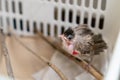 Treatment of Air Sac Rupture in Birds, baby Red-whiskered bulbul injury after attack by cat