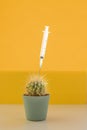 Syringe with botox or hyaluronic, collagen, HA injection.Green cactus in decor pot over yellow background. Beauty summer