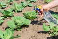 Treatment of cabbage seedlings before flowering with a fungicide against pests and diseases. Spraying plants with a sprayer.