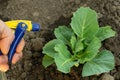 Treatment of cabbage seedlings from pests and bacterial diseases. Hand sprayer in gardener hand. Preventive garden care