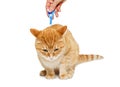 Treatment of cat for fleas and ticks Royalty Free Stock Photo
