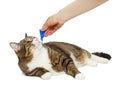 Treatment of cat for fleas and ticks Royalty Free Stock Photo