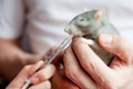 Treatment domestic rats