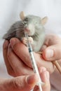 Treatment domestic rats Royalty Free Stock Photo