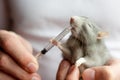 Treatment domestic rats