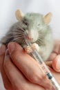 Treatment domestic rats
