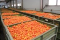 conveyor factory food orange fruit production processing harvest process citrus. Generative AI.