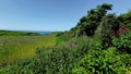 Trebarwith Cornish Hedgerow Royalty Free Stock Photo