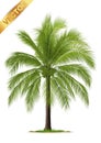 Illustration Realistic Palm Trees Isolated on White Background - Vector Royalty Free Stock Photo