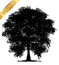 Tree silhouettes on white background. Vector illustration. Royalty Free Stock Photo