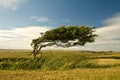 A tree Royalty Free Stock Photo