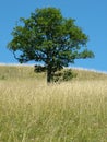 A tree Royalty Free Stock Photo