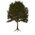 Tree Royalty Free Stock Photo
