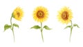 Set of sunflower hand drawn watercolor vector illustration