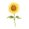 Watercolor of sunflower hand drawn vector illustration Royalty Free Stock Photo