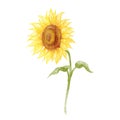 Watercolor of sunflower hand drawn vector illustration Royalty Free Stock Photo