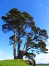 Tree In Papamoa Hills Cultural Heritage Regional Park, New Zealand Royalty Free Stock Photo
