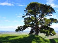 Huge tree shadow and blue sky, Papamoa Hills Cultural Heritage Regional Park, New Zealand Royalty Free Stock Photo