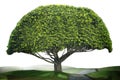 Tree Royalty Free Stock Photo