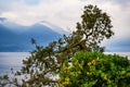 Tree above lake Magggiore, Alps, Ascona Royalty Free Stock Photo