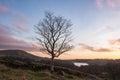 Tree above the lake Royalty Free Stock Photo