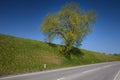 Tree above the road waiting Royalty Free Stock Photo