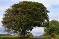 Tree above the road Royalty Free Stock Photo
