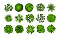 Tree from above. Top view of bushes for architectural and landscape planning, park and forest aerial map elements, green