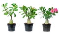 tree adenium on black pot isolated