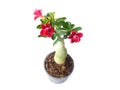 Tree adenium on black pot isolated on white background Royalty Free Stock Photo