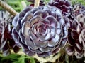 Tree Aeonium Aeonium arboreum var. `Atropurpureum`