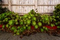 Tree Aeonium, or Aeonium arboreum, or Irish rose, a cone-shaped clusters of green-yellow succulents looks great in California